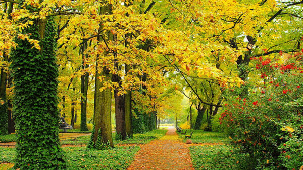 Wallpaper Paths, Benches, Park, Autumn, Yellow, During, Beautiful, Daytime, Leaves, Trees