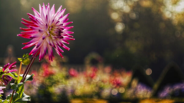 Wallpaper Petals, Blur, Beautiful, Background, Bokeh, Flower, Pink