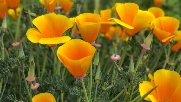 Wallpaper Buds, Leaves, Yellow, Green, Flowers, Petals, Plants, Eschscholzia