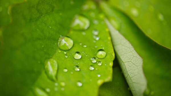 Wallpaper Photography, Drops, Leaves, Water, Macro, Blur, Green, Background