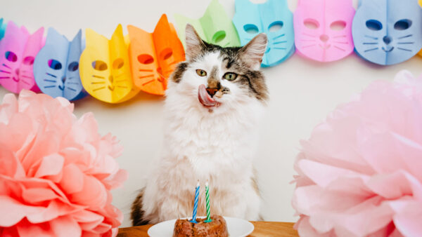 Wallpaper White, Background, Colorful, Cat, Masks, Black, Funny