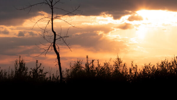 Wallpaper During, Bushes, Background, Tree, Grass, Nature, Sunset, Silhouette, Branches