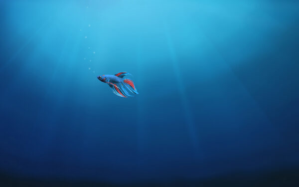 Wallpaper Underwater, Fish, Alone