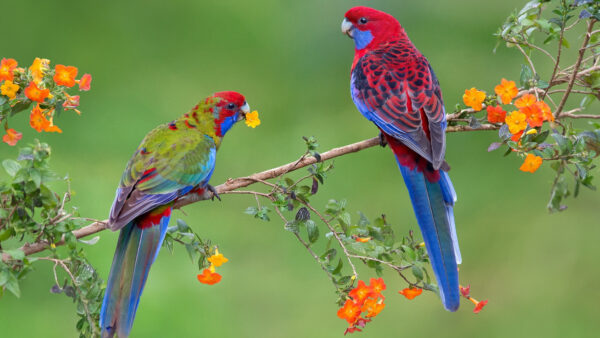 Wallpaper Desktop, Branch, Red, Tree, Background, Blur, Birds, Green, Blue