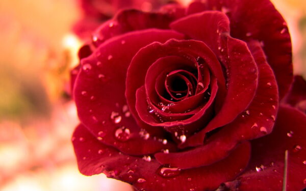 Wallpaper Rose, Widescreen