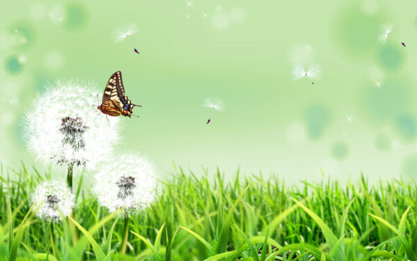 Wallpaper Nature, Butterfly