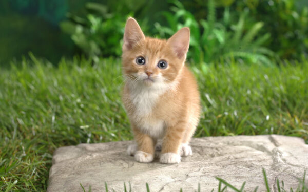 Wallpaper Curious, Tabby, Kitten