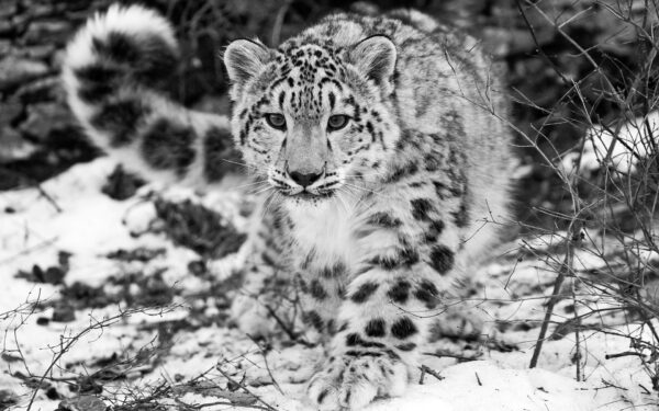 Wallpaper Leopard, Snow