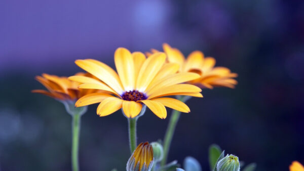 Wallpaper Flowers, Rudbeckia