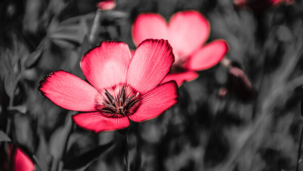 Wallpaper Flowers, Pink