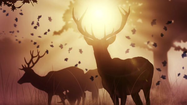 Wallpaper Sunset, Deers