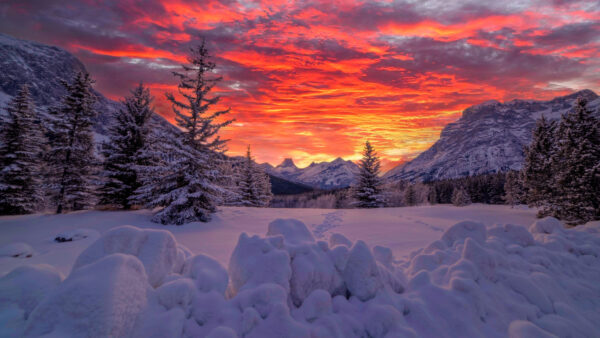 Wallpaper And, With, Tree, Fir, Canadian, Sunset, Mobile, Nature, Snow, Mountain, During, Alberta, Desktop