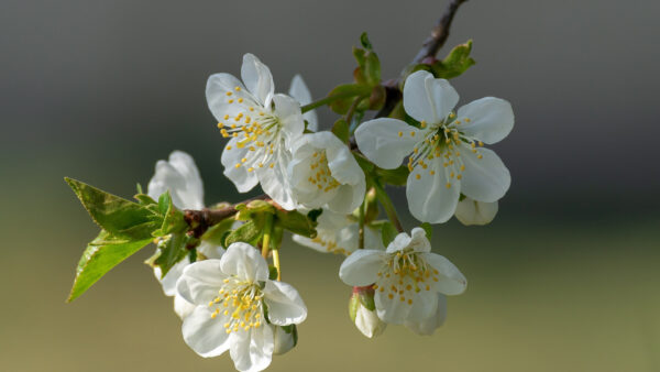 Wallpaper Pc, Images, Desktop, Blossom, Wallpaper, Cool, 1920×1080, Download, Background, Free, Flowers