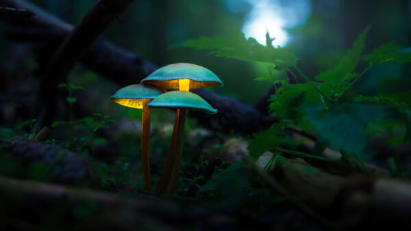 Wallpaper Mushrooms, Forest, Desktop, Beautiful, Mobile, Background, Mushroom