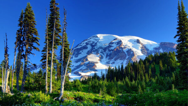 Wallpaper And, Mountains, Desktop, Rainier, Nature, Grass, With, Snow, Trees, Flowers, Slope