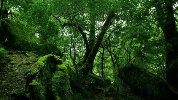 Wallpaper Trees, Surrounded, Covered, Jungle, Long, Algae, Mobile, Green, Desktop, Rocks