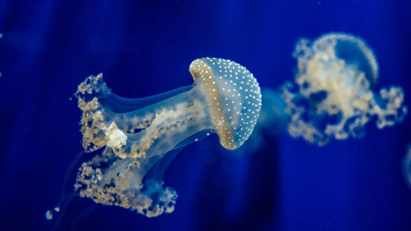 Wallpaper Jellyfish, Desktop, Blue, Animals, Underwater, White