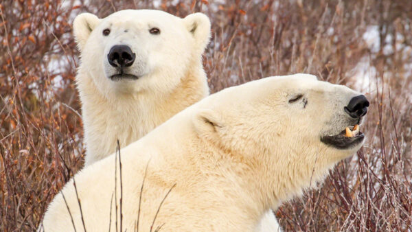 Wallpaper Bears, Are, Dry, Snow, Background, Animals, Plant, Standing, White, Field, Polar, Two