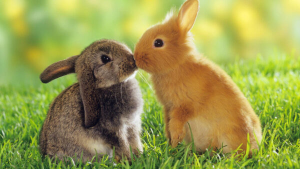 Wallpaper Rabbits, Other, Each, Black, Animals, Grass, Blur, Background, Kissing, Green, Cute, Brown, And, Are