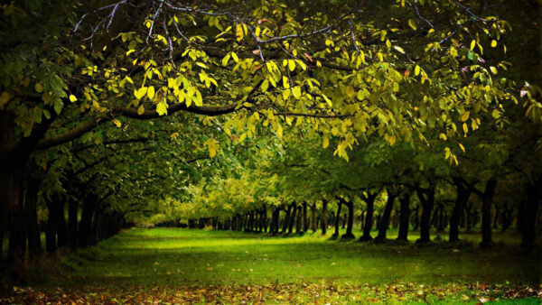 Wallpaper Covered, Nature, Between, Grass, Green, Desktop, Forest, Trees, Land