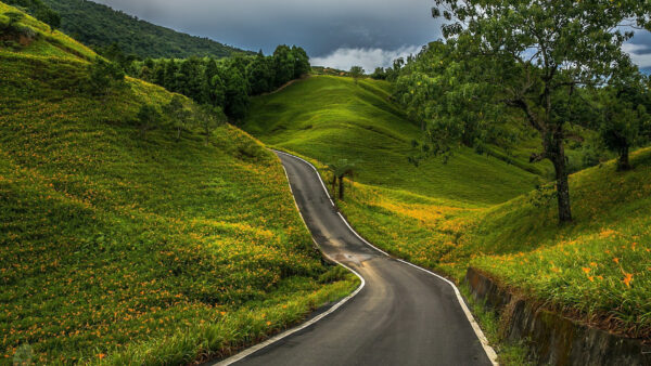 Wallpaper Plants, Nature, Between, Trees, And, Road, Flowers, Green, Yellow, Grasses