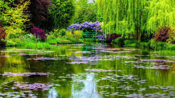 Wallpaper Trees, Garden, Desktop, Foliage, Made, Man, Pond, With, And