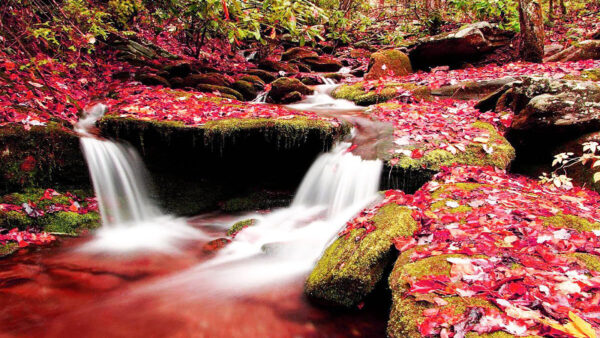 Wallpaper Algae, Stream, Rock, And, Leaves, Between, Red, Covered, Desktop, Nature, Dry, Waterfall