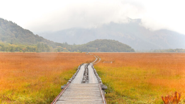 Wallpaper Covered, Swamp, With, Grass, Mountains, Desktop, Landscape, Mobile, View, Fog, Between, Road, Brown, Green, Nature