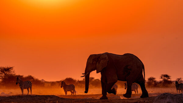 Wallpaper Standing, Desktop, Sky, Elephant, Yellow, Are, Background, Red, Zebras, And