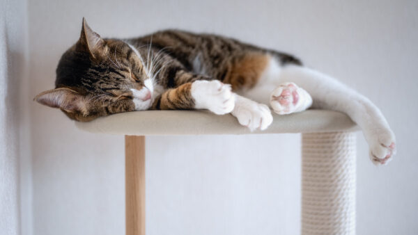 Wallpaper White, Black, Brown, Table, Cat, Sleeping