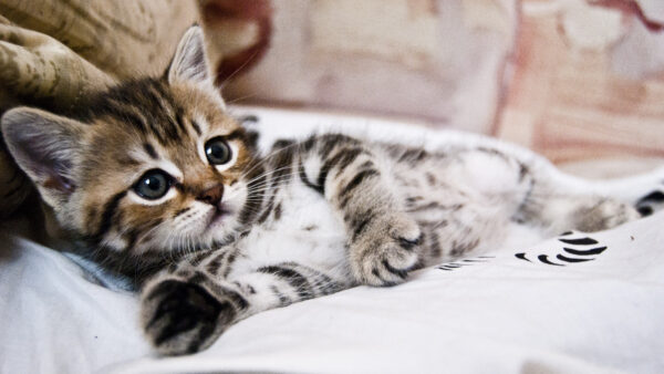 Wallpaper White, Cat, Lying, Brown, Bed, Down, Black, Kitten