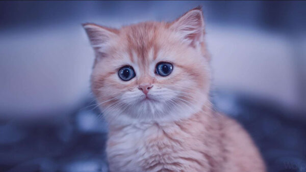 Wallpaper Blur, Eyes, White, Background, Blue, Brown, Cat