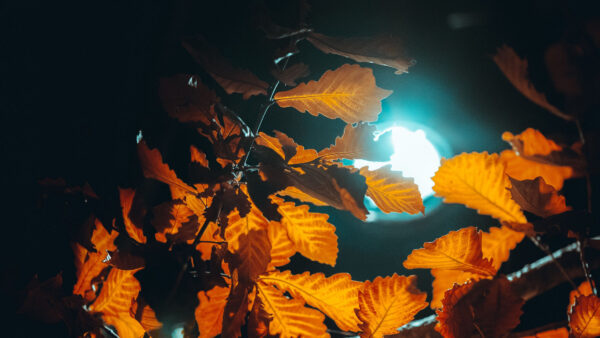 Wallpaper Yellow, Leaves, Light, Mobile, Desktop, Nature, Lantern, Branches, Above