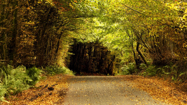 Wallpaper Towards, Mobile, Green, Leaves, Road, Nature, Trees, Bushes, Desktop, Between, Tunnel, Dry, Plants