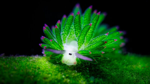 Wallpaper Nudibranch, Slug, Black, Background, Green, Sea