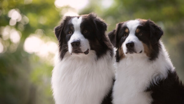 Wallpaper Dogs, Black, Background, Green, Shepherd, Dog, Australian, White, Blur, Two, Desktop