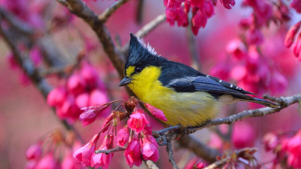 Wallpaper Branch, Tit, Black, Flower, Desktop, Yellow, Birds, Taiwan, Bird, Sitting