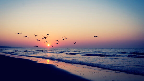 Wallpaper During, Ocean, Pink, Beach, Light, Sky, Birds, Blue, Background, Waves, Flying, Sunset, Sand