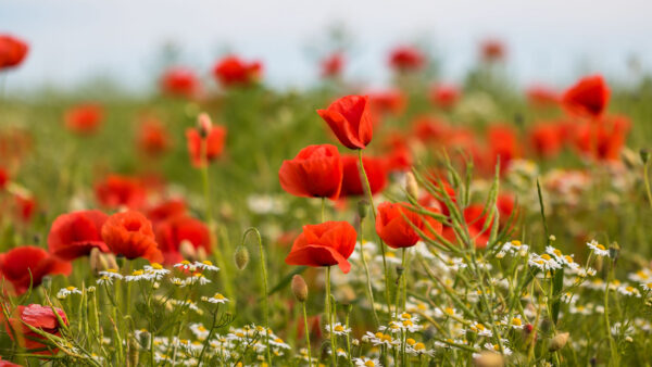 Wallpaper Poppy, Desktop, Background, Common, Flowers, Daytime, Blur, Field, Red, Mobile, During