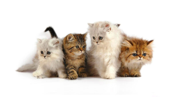 Wallpaper Cat, Black, White, Brown, Cute, Background, Kittens, Four