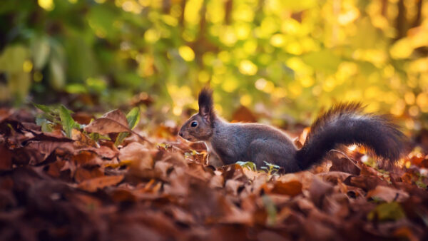 Wallpaper Leaves, Green, Background, Squirrel, Bokeh, Blur, Dry