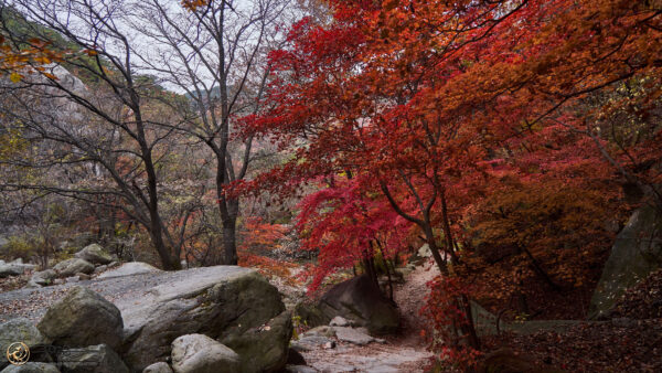 Wallpaper Mountains, Leaves, Autumn, Branches, Trees, Desktop, Red, Mobile, Stones, Background