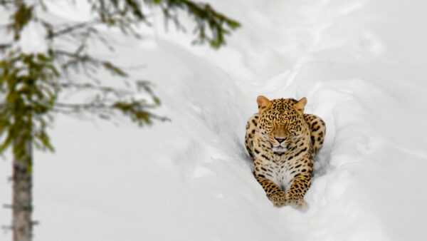 Wallpaper Desktop, Animals, Jaquar, Sitting, Snow