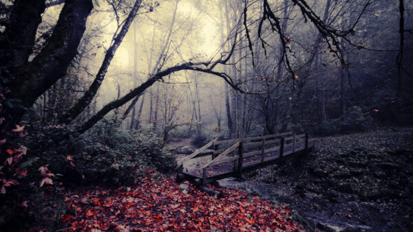 Wallpaper Between, Forest, Bridge, Autumn, Fog, Wood, Fall, Dry, Leaves