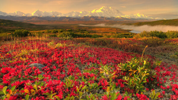 Wallpaper Leaves, Background, Sky, Green, Red, View, Flowers, Plants, Landscape, Spring, Mountains, Field