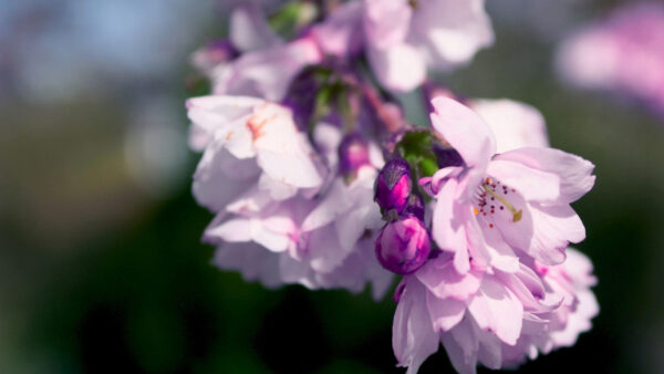 Wallpaper Branches, Flowers, Petal, Pink, Lilac, Bud