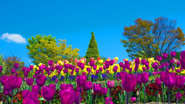 Wallpaper Trees, Flowers, Field, Blue, View, Sky, Yellow, Tulip, Green, Background, Purple, Closeup