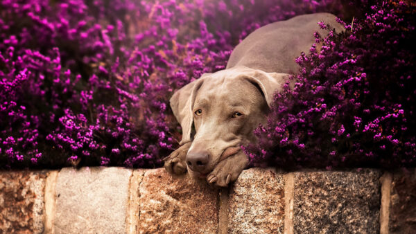 Wallpaper Flowers, Purple, Between, Sitting, Dog, Weimaraner, Plants