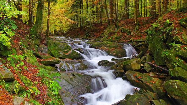 Wallpaper Autumn, Forest, Stones, Stream, Surrounded, Trees, Water, Background, Covered, Colorful, Rocks, Algae, Between