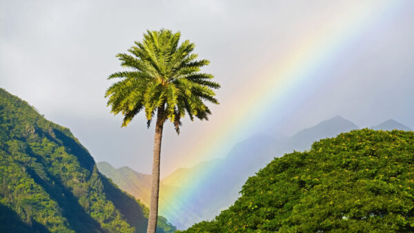 Wallpaper Sky, Rainbow, Tree, Between, Mobile, Background, Nature, Palm, Trees, Covered, Desktop, Mountains